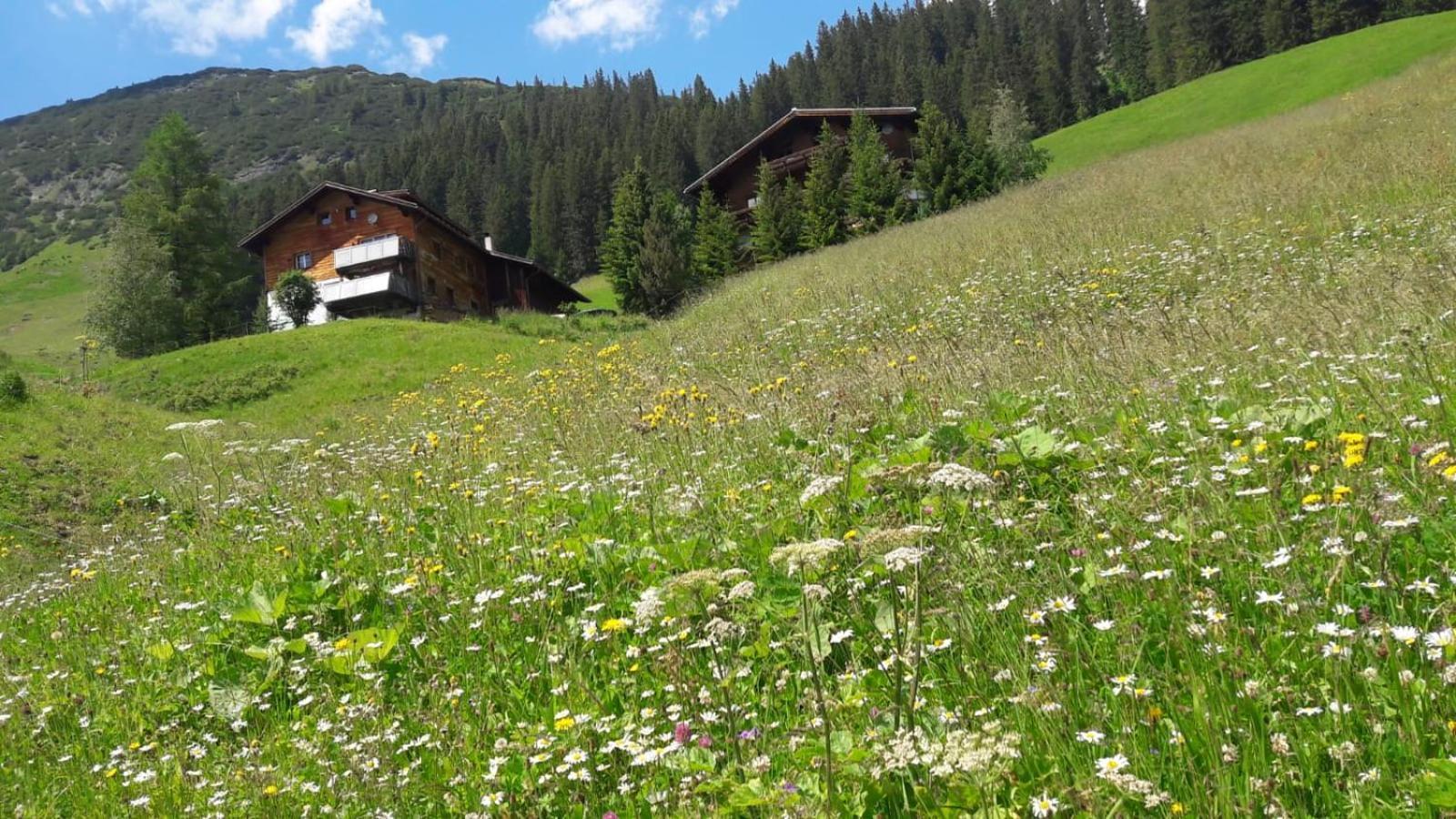 Haus Sonnenschein Apartment Warth  Bagian luar foto
